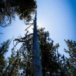 Low-angle view of a tall, bare tree trunk towering above surrounding green pines, with the sun glowing behind it against a clear blue sky.
