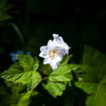 Single white flower with delicate petals stands out against a dark green leafy background, creating a striking contrast.