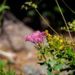 Cluster of small, bright pink flowers surrounded by green leaves and stems, set against a blurred background of foliage and dappled sunlight.