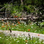 Sunlit forest floor with wildflowers, mostly white and a few orange, growing among green grass and two fallen logs.