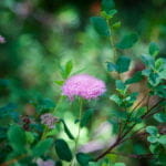 Close-up of a delicate pink wildflower surrounded by green leaves and stems.
